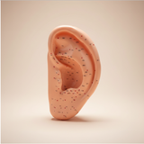Ear Acupuncture Model with Acupressure Points