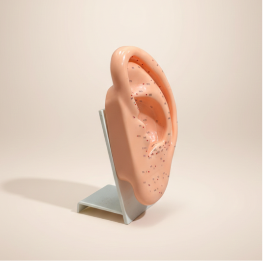 Ear Acupuncture Model with Acupressure Points